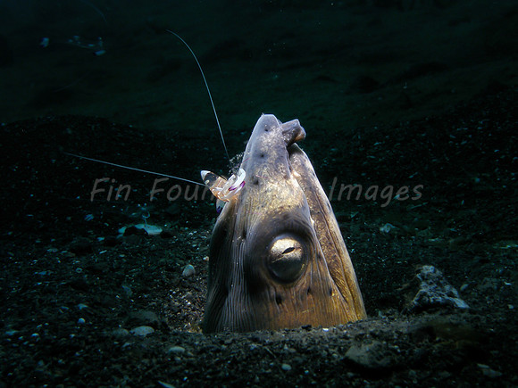 The Blacksaddle snake eel and a cleaner shrimp on the black sand of Lembeh.  Image by Fandy Sangi